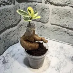 2025年最新】パンダガジュマル斑入りの人気アイテム - メルカリ