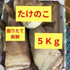 4月16日（木曜日）発送 京都山城産 たけのこ 3Kg - メルカリ
