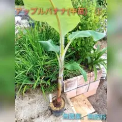 千葉県産】☆アップルバナナ☆苗 強耐寒株 - メルカリ