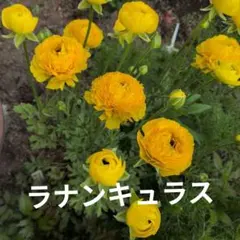 りきちゃん様 リクエスト 2点 まとめ商品