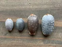 No616 サメダカラ シボリダカラ 4個セット 天然貝殻 タカラガイ