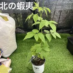 さくらんぼ☆Proven Winners pot☆ トゥラミーン さくらんぼ様専用Proven Winners pot ☆トゥラミーン☆ - メルカリ