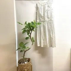 ✨マッキントッシュ ✨爽やかワンピースのサムネイル