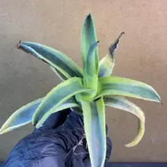 2026年最新】リュウゼツランの人気アイテム - メルカリ