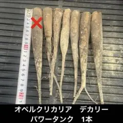 オペルクリカリア　デカリー　パワータンク　1本　抜き苗発送のサムネイル