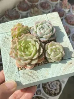 Top【選抜株】23082アイス グリーンHyb 105個 プラグトレー苗 Amazon