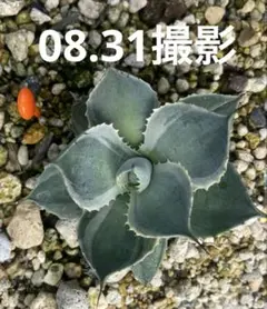 764 アガベ チタノタ 「 太陽神錦 」白中斑 特選株 極白 斑入り - メルカリ