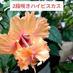 No.1【沖縄から♪】ハイビスカス(八重咲き・真っ赤)♥️枝振り良好