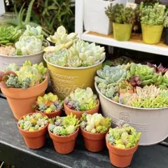 B 多肉植物の小さな寄せ植え☆そのまま飾れる☆バラエティセット