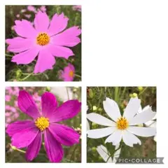 ④ コスモスの種