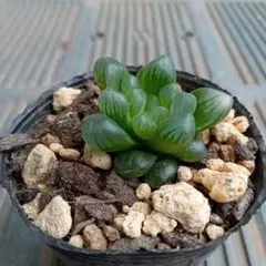 No.1　ハオルチア・オブツーサ　抜き苗　多肉植物