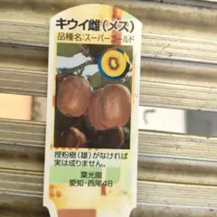 キウイフルーツ　スーパーゴールド　雌　穂木