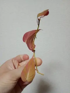 ミホ様 リクエスト 2点 まとめ商品