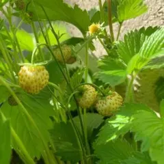 ワイルドストロベリー 　トロピカルアロマの種　50粒☆種蒔きの説明書付き☆