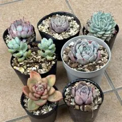 多肉植物　抜き苗　おまとめセット