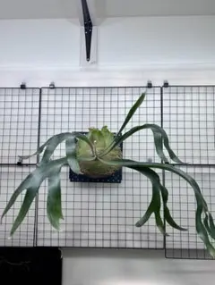 ビカクシダ quadridichotomum wild ocpup2 お買い得 ビカクシダ quadridichotomum wild ocpup2 お買い得 - メルカリ