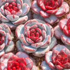 るーちゃん様 リクエスト 3点 まとめ商品