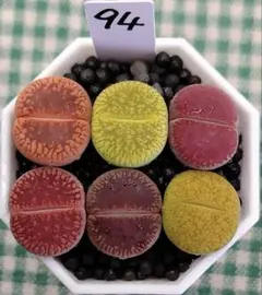 多肉植物リトープス/コノフィツム/メセン 夏セール 大津絵カラフル