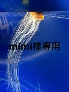 mimi様専用