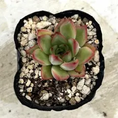 69#観葉植物ア工オニウム錦❤️レッド富士❤️青花瓷❤️1大頭4小頭