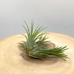 ゆりちゃん様 リクエスト 2点 まとめ商品