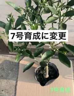 興津早生 不知火 3品種接木苗 大苗 6年生 2枚目が花がいっぱいです