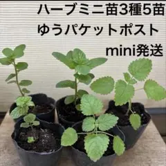 スペアミント苗 2株セット - メルカリ