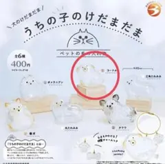 うちの子のけだまだま 犬 プードル　ガチャガチャ リーフレット付き