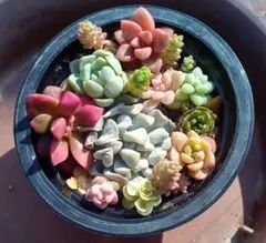 多肉植物セット