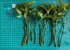 2026年最新】カラタチ 台木の人気アイテム - メルカリ