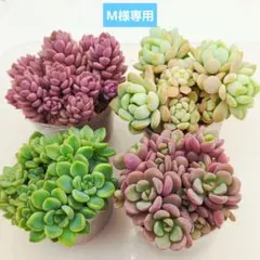 同梱M様チェリーボンボン❣️リンダリンダ❣️小蝶❣️メイプル❣️メルカリ便込