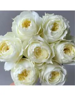 バラ　大苗　激レア　挿し木苗　lovely Harper バラ 大苗 激レア 挿し木苗 lovely Harper - メルカリ