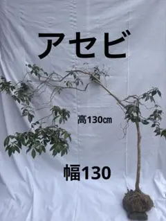 現品　ウバメガシ　自然樹形　幸運のV字形　2.5mほど　山採り 現品 ウバメガシ 自然樹形 幸運のV字形 2.5mほど 山採り - メルカリ