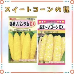 ●スイートコーン　甘いとうもろこし種セット　イエロー＆バイカラー　各20粒