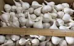 予約販売　採れたて　生にんにく　１０キロ　淡路島産　無農薬　5/23, 24発送 予約販売 採れたて 生にんにく 10キロ 淡路島産 無農薬 5/23, 24発送