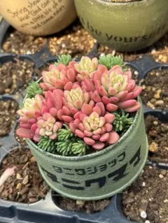 ジュンギ様 リクエスト 7点 まとめ商品