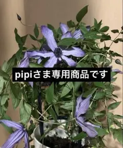 クレマチス流星　挿し木　4本のサムネイル