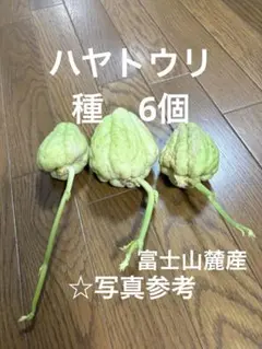 2026年最新】ハヤトウリの人気アイテム - メルカリ