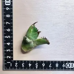 2026年最新】アガベイラン株の人気アイテム - メルカリ