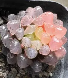 多肉植物 ハオルチア 秋祭りオブツーサ錦 鮮明錦 糊斑 - メルカリ