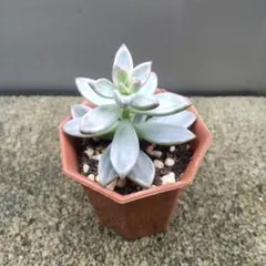 2025年最新】多肉植物ブロンズ姫錦の人気アイテム - メルカリ