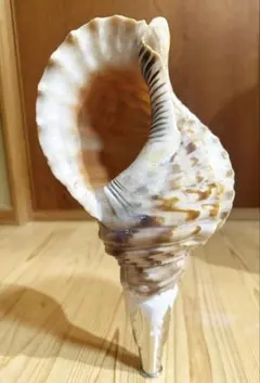 2026年最新】ホラガイの人気アイテム - メルカリ