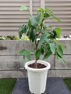 釈迦頭　苗　苗木　熱帯果樹　観葉植物 釈迦頭 苗 苗木 熱帯果樹 観葉植物 土日発送(1) - メルカリ