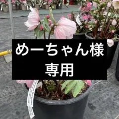 めーちゃん 様専用　クリスマスローズ　ポット発送