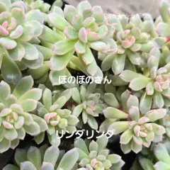 2025年最新】ぼのぼのさん苗の人気アイテム - メルカリ