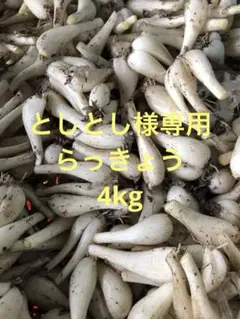 毎年人気！鹿児島産 らっきょう 5kg パリッと食感！293 - メルカリ