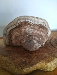 サルノコシカケ