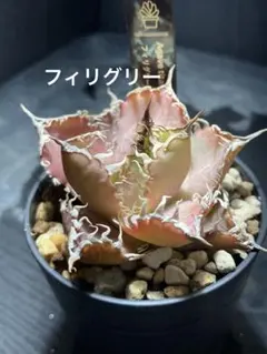 フィリグリー♩ 鉢ごと発送 ネームタグ付のサムネイル