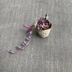 多肉植物 ペンデンス③ 抜き苗 - メルカリ
