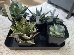 2026年最新】アガベ シーザー 錦の人気アイテム - メルカリ